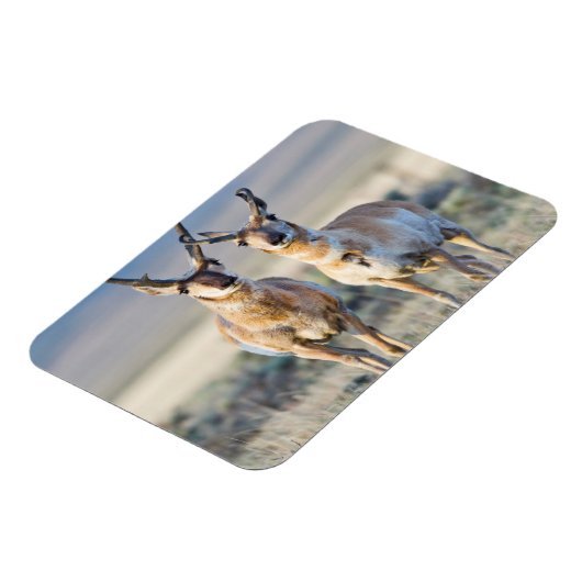 Wyoming, Sublette County, Pronghorn bucks Magneet (Linkerzijde)