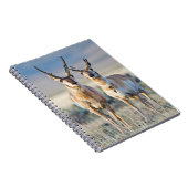 Wyoming, Sublette County, Pronghorn bucks Notitieboek (Rechterzijde)
