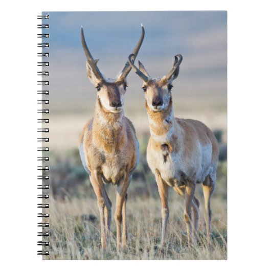 Wyoming, Sublette County, Pronghorn bucks Notitieboek (Voorkant)