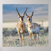 Wyoming, Sublette County, Pronghorn bucks Poster (Voorkant)