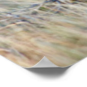 Wyoming, Sublette County, Pronghorn bucks Poster (Hoek)