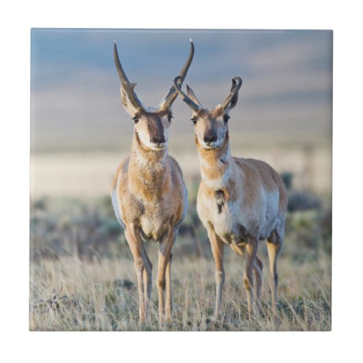 Wyoming, Sublette County, Pronghorn bucks Tegeltje (Voorkant)