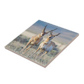 Wyoming, Sublette County, Pronghorn bucks Tegeltje (Zijkant)