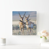 Wyoming, Sublette County, Pronghorn bucks Vierkante Klok (Huis)