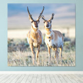 Wyoming, Sublette County, Pronghornbokken Canvas Afdruk (Insitu (Houten vloer))