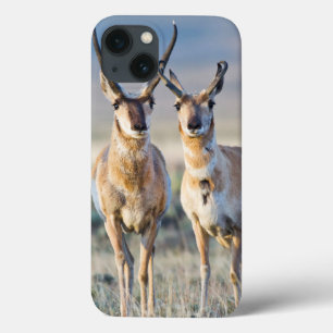 Wyoming, Sublette County, Pronghornbokken iPhone 13 Hoesje