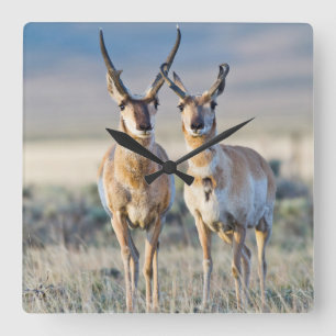 Wyoming, Sublette County, Pronghornbokken Vierkante Klok