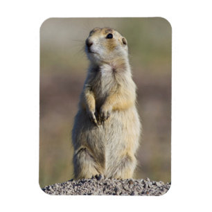 Wyoming, Sublette County, Witstaartprairiehond Magneet