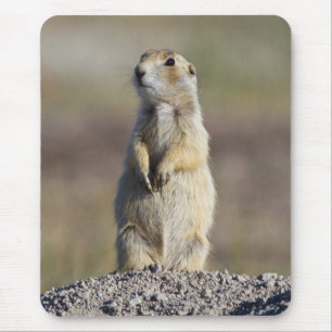 Wyoming, Sublette County, Witstaartprairiehond Muismat