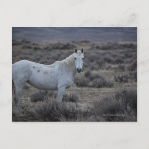 wyoming , verenigde staten van amerika briefkaart