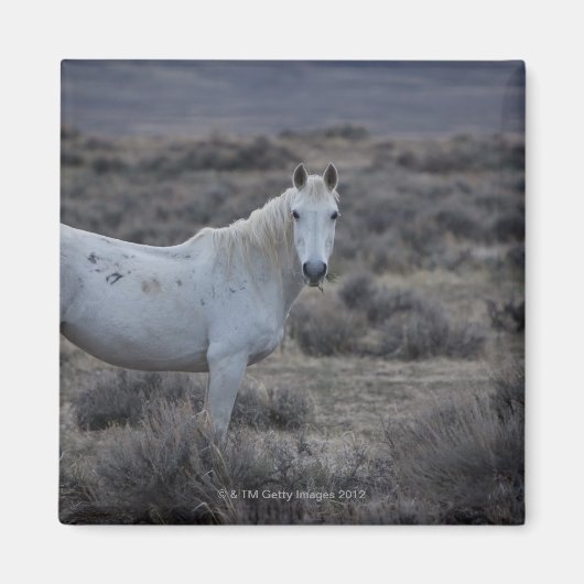 wyoming , verenigde staten van amerika magneet (Voorkant)