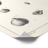 X Carbonifereus Poster (Hoek)