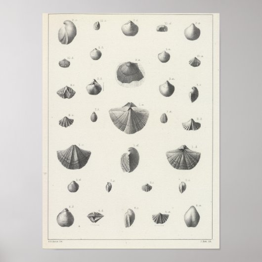 X Carbonifereus Poster (Voorkant)