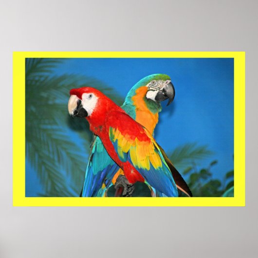 X Merkt de Parrots van de Vlek Poster (Voorkant)