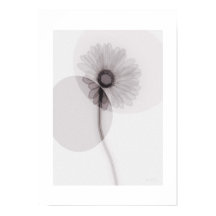 X-ray Botanical Art - Gerbera