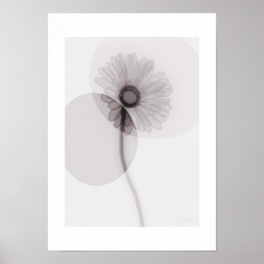 X-ray Botanical Art - Gerbera Poster (Voorkant)