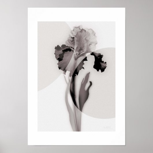 X-ray Botanical Art - Iris Poster (Voorkant)