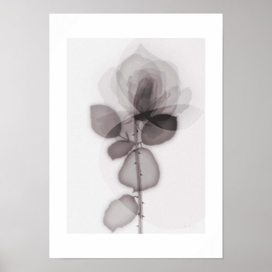 X-ray Botanical Art - Rose Poster (Voorkant)