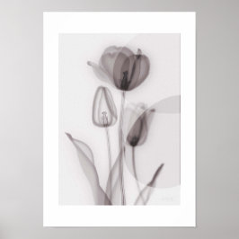  X-ray Botanical Art - Tulip Poster