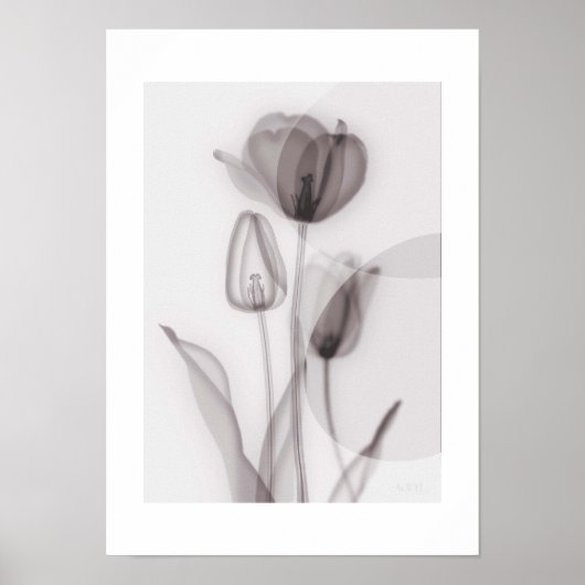 X-ray Botanical Art - Tulip Poster (Voorkant)