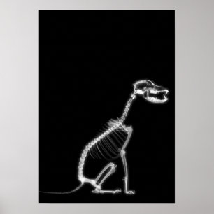 X-RAY PUPPY DOG SKELETON-SITTING - B&W POSTER
