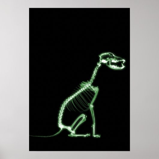 X-RAY PUPPY DOG SKELETON SITTING - GROEN POSTER (Voorkant)