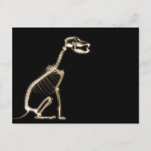 X-RAY PUPPY DOG SKELETON SITTING - SEPIA BRIEFKAART