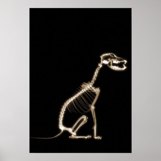X-RAY PUPPY DOG SKELETON SITTING - SEPIA POSTER (Voorkant)