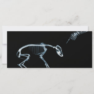 X-Ray Skeletons Blue Bad Dog Invitae Kaart