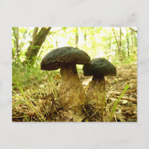 Xerocomus pruinatus paddenstoel Briefkaart