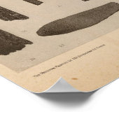 XI Voorwerpen van bot, Zuid-Californië Poster (Hoek)