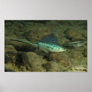 Xiphophorus montezumae - Montezumae Zwaardstaart Poster