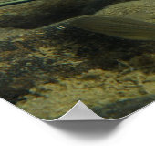 Xiphophorus montezumae - Montezumae Zwaardstaart Poster (Hoek)