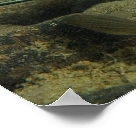 Xiphophorus montezumae - Montezumae Zwaardstaart Poster (Hoek)