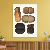 XIX Stone-werktuigen, New Mexico Canvas Afdruk (Insitu (Woonkamer))