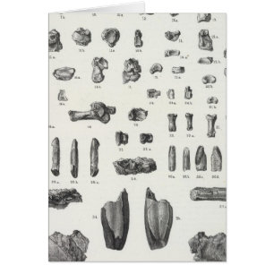 XL Tomitherium, Esthonyx, Ectoganus