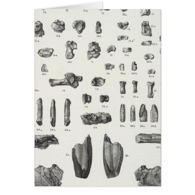 XL Tomitherium, Esthonyx, Ectoganus (Voorkant)