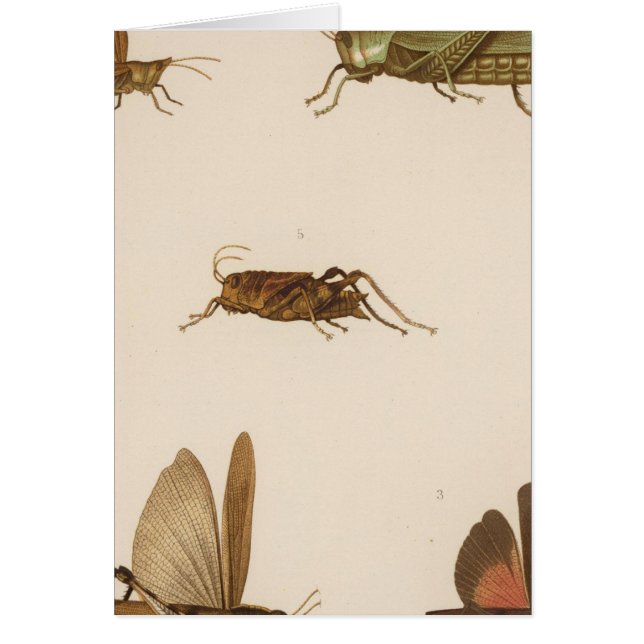 XLIII Acridium, Tomonotus, Pedioscertetes (Voorkant)