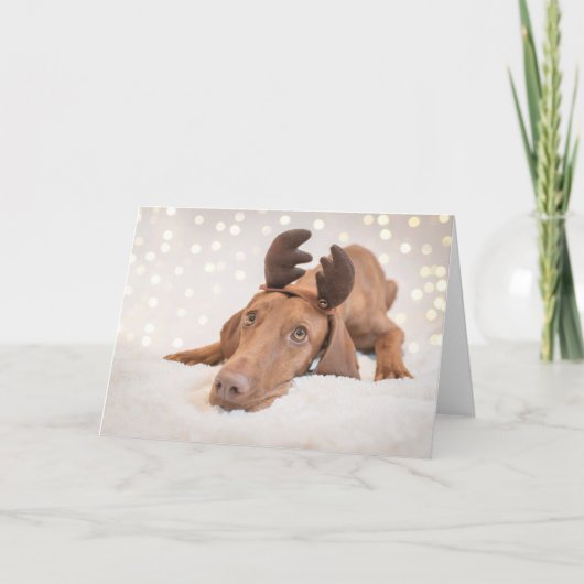 Xmas Card / Christmas Card "Magyar Vizsla" Feestdagen Kaart (Voorkant)