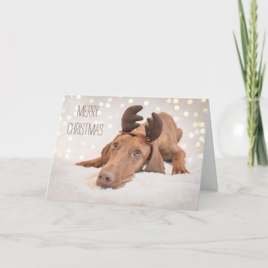 Xmas Kaart / Kerst Kaart "Magyar Vizsla" (Voorkant)