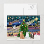 Xmas Magic - 3 katten (2 tabbys - wit) Feestdagenkaart (Voorkant / Achterkant)