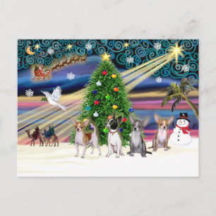 Xmas Magic-Chihuahua's (vier) Feestdagenkaart