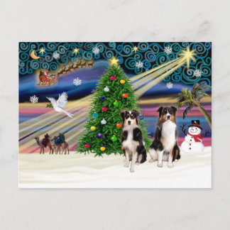 Xmas Magic-Tri-AussieShepPAIR-6-7 Feestdagenkaart