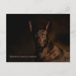 Xoloitzcuintle Briefkaart