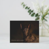Xoloitzcuintle Briefkaart (Staand voorkant)