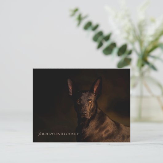 Xoloitzcuintle Briefkaart (Staand voorkant)