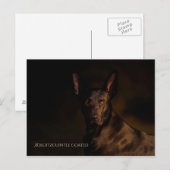 Xoloitzcuintle Briefkaart (Voorkant / Achterkant)