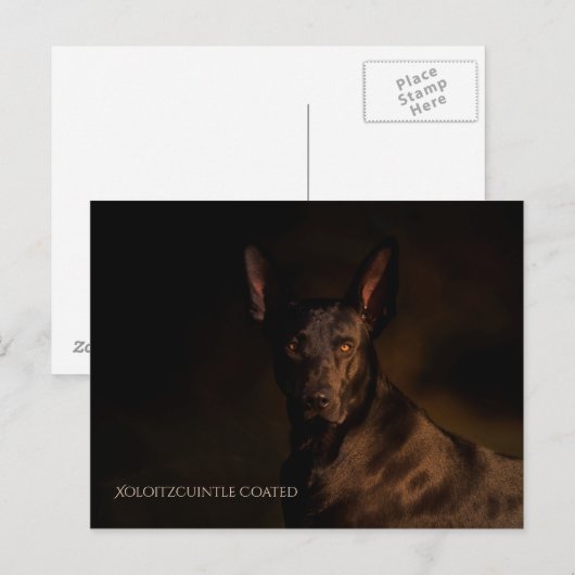 Xoloitzcuintle Briefkaart (Voorkant / Achterkant)