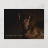 Xoloitzcuintle Briefkaart (Voorkant)