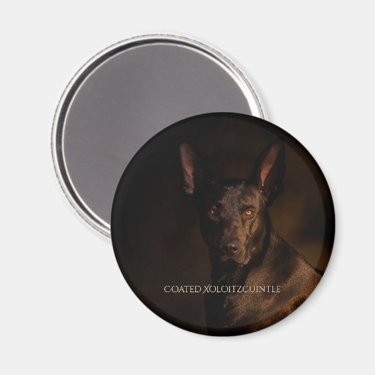 Xoloitzcuintle gecoate magneet (Voorkant / Achterkant)